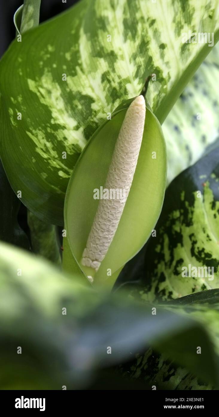 Dieffenbachie, blühend Stockfoto