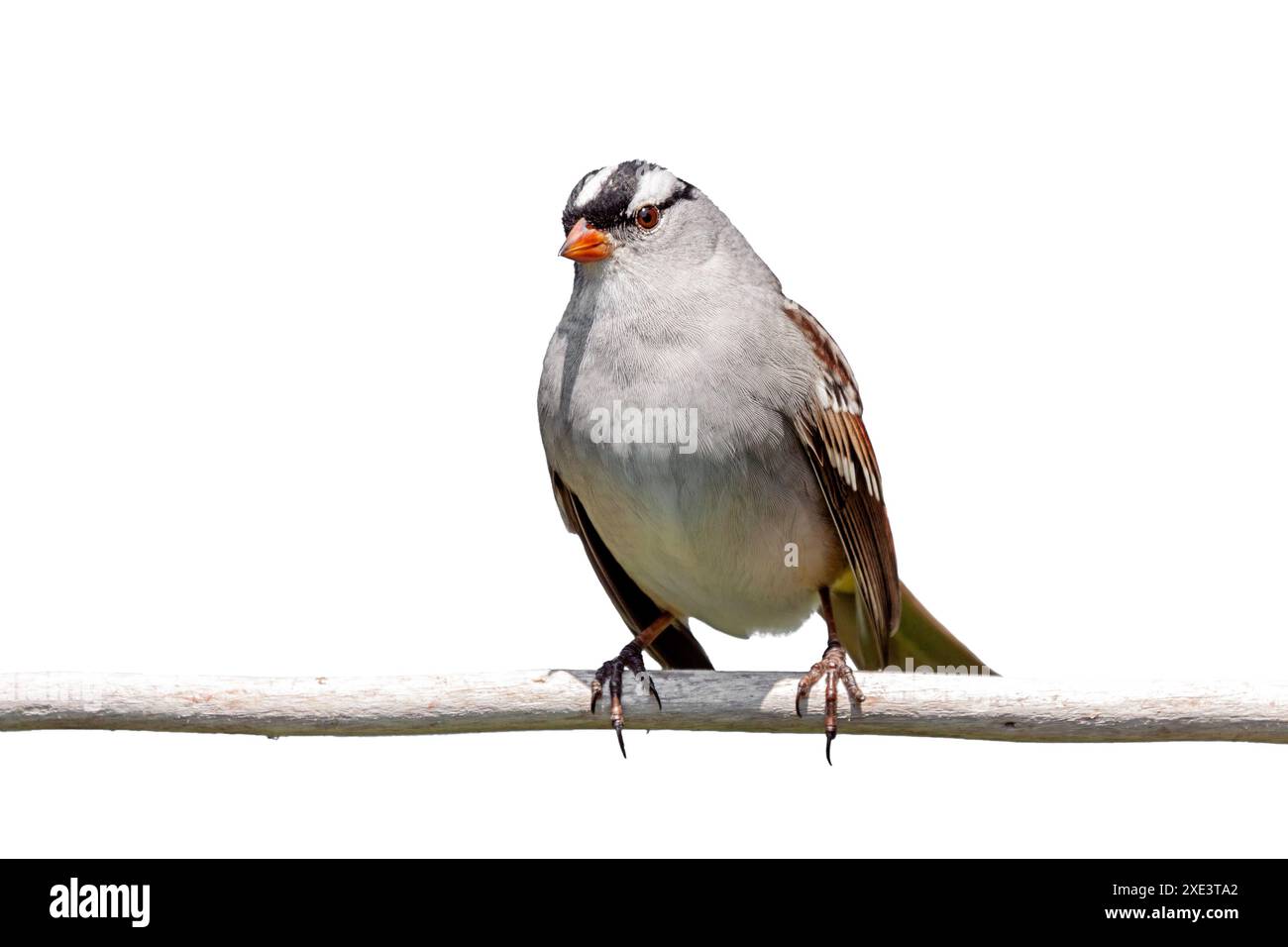 Mit sehr kräftigen weißen und schwarzen Streifen auf dem Kopf sitzt ein weißgekrönter Spatzen mit geneigtem Kopf auf weißem Hintergrund. Stockfoto