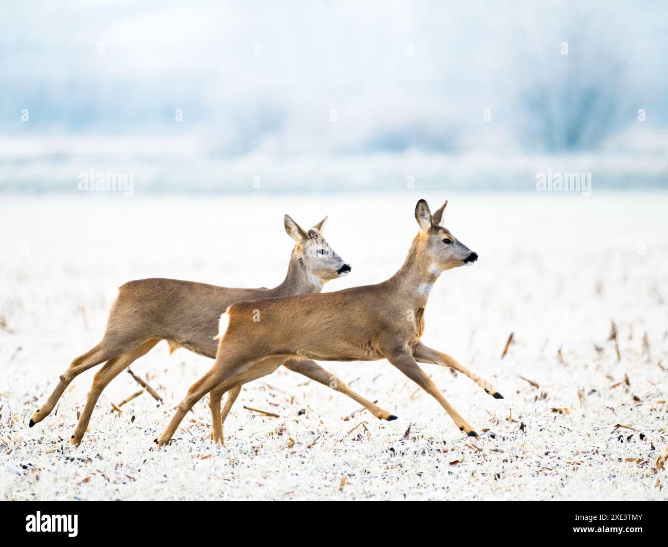 Zwei Rehe im Winter, die im Schnee laufen Stockfoto