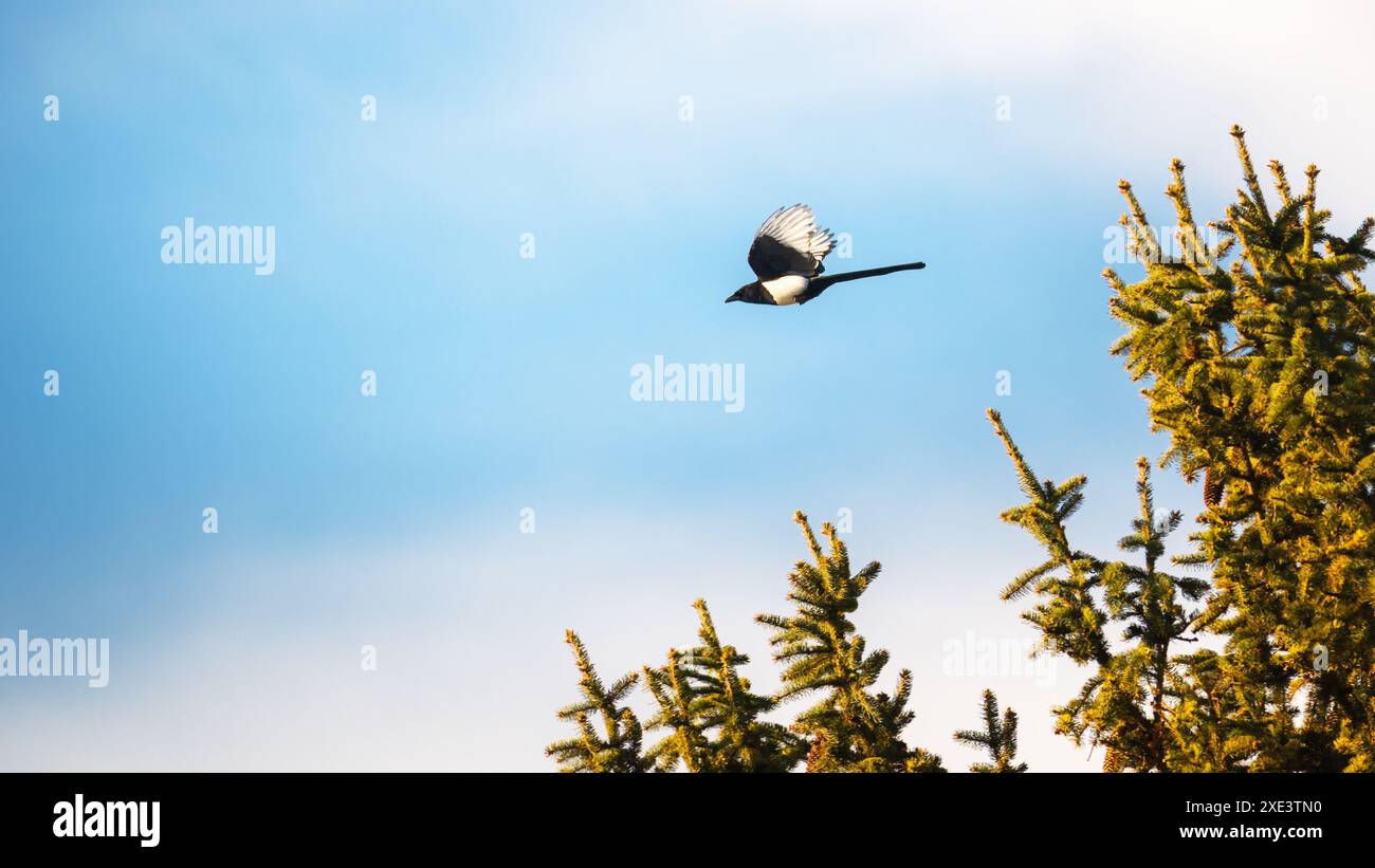 Magpie (Pica Pica) fliegen Stockfoto