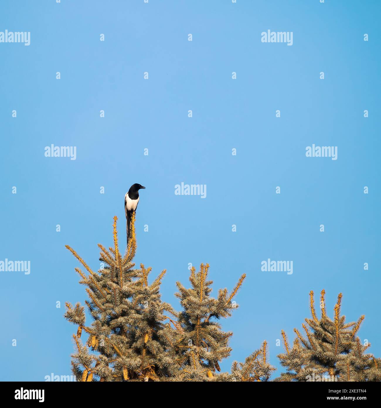 Die vereinzelte Elster flüchtet von einer Tanne. Stockfoto