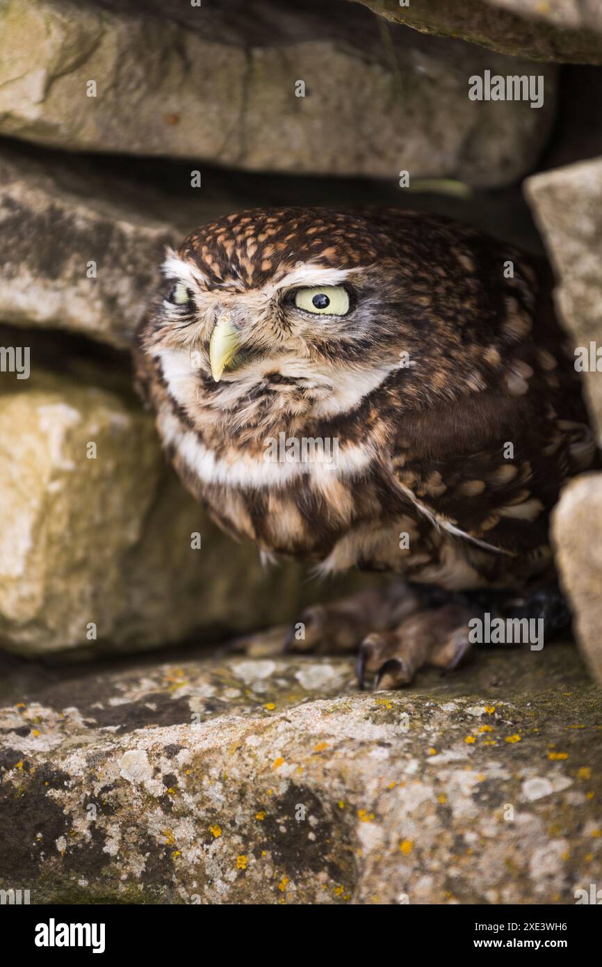 Captive Little Owl (Athene noctua) sitzt tagsüber in einer Steinmauer im British Wildlife Centre, Newchapel, Lingfield, Surrey, Vereinigtes Königreich. Stockfoto