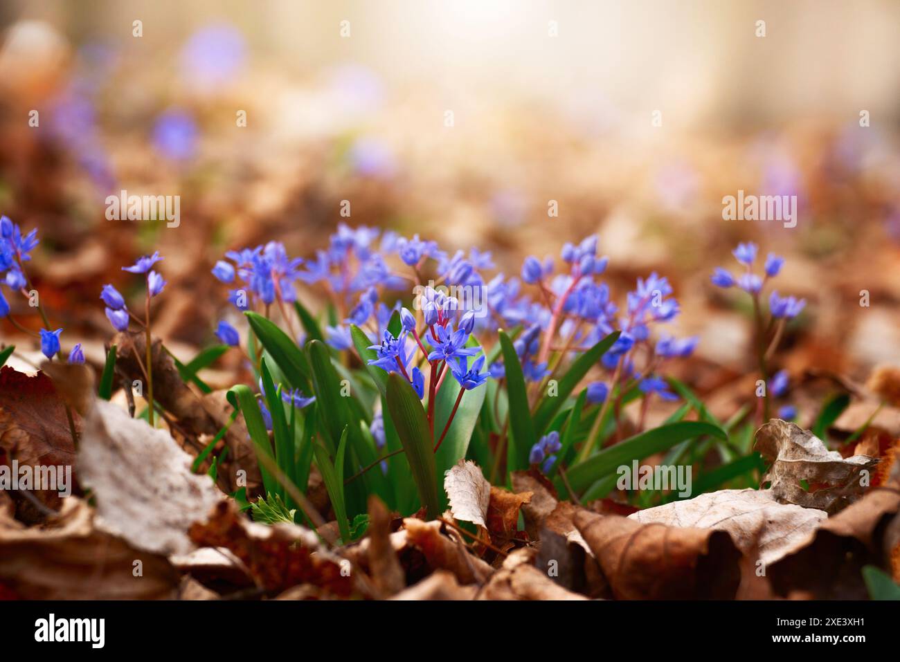 Frühlingsblumen Scilla siberica im Wald inmitten alter Blätter Stockfoto