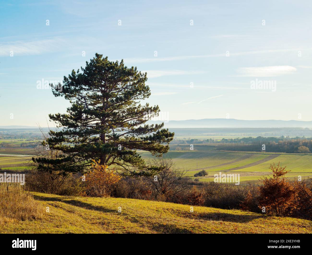 Einsamer Baum in der Herbstlandschaft Burgenland Stockfoto