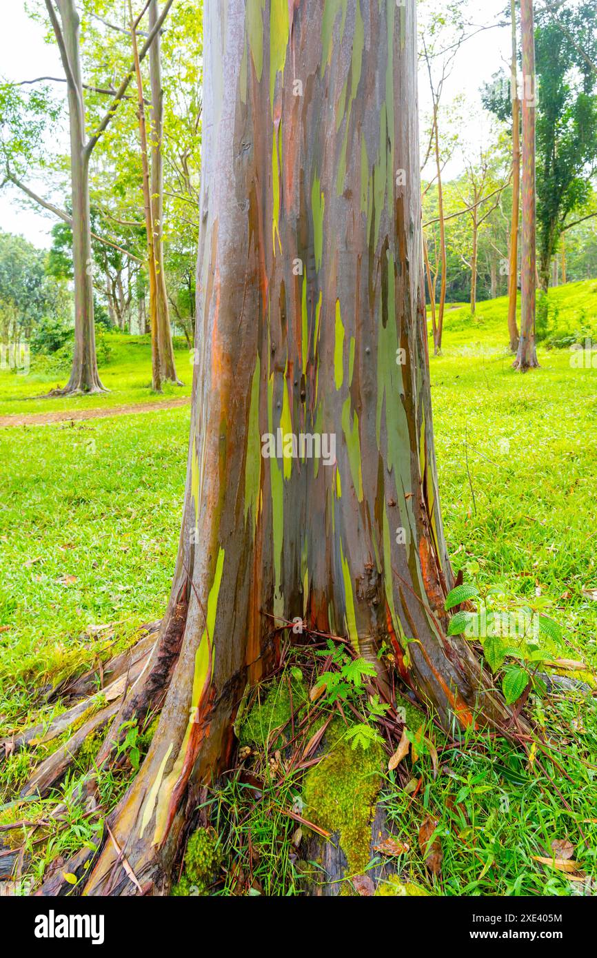 Regenbogeneukalyptusbaum am Keahua Arboretum in der Nähe von Kapa'a, Kauai, Hawaii. Stockfoto