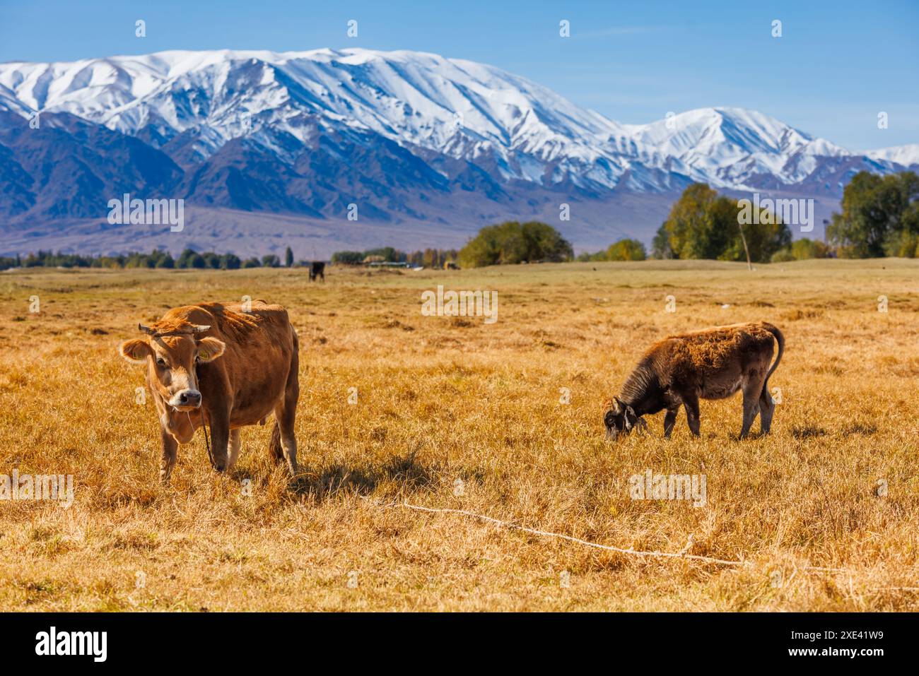 Gelbe Milchkuh mit Bullkalb weiden vor den Bergen sonnigen Herbstnachmittagen Stockfoto