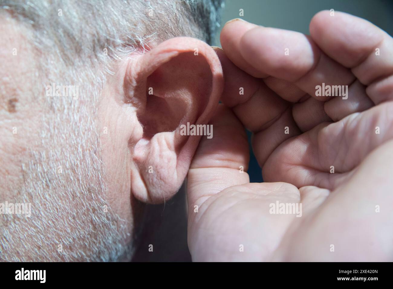 Das menschliche Ohr, das Gehör- und Gleichgewichtsorgan Stockfoto