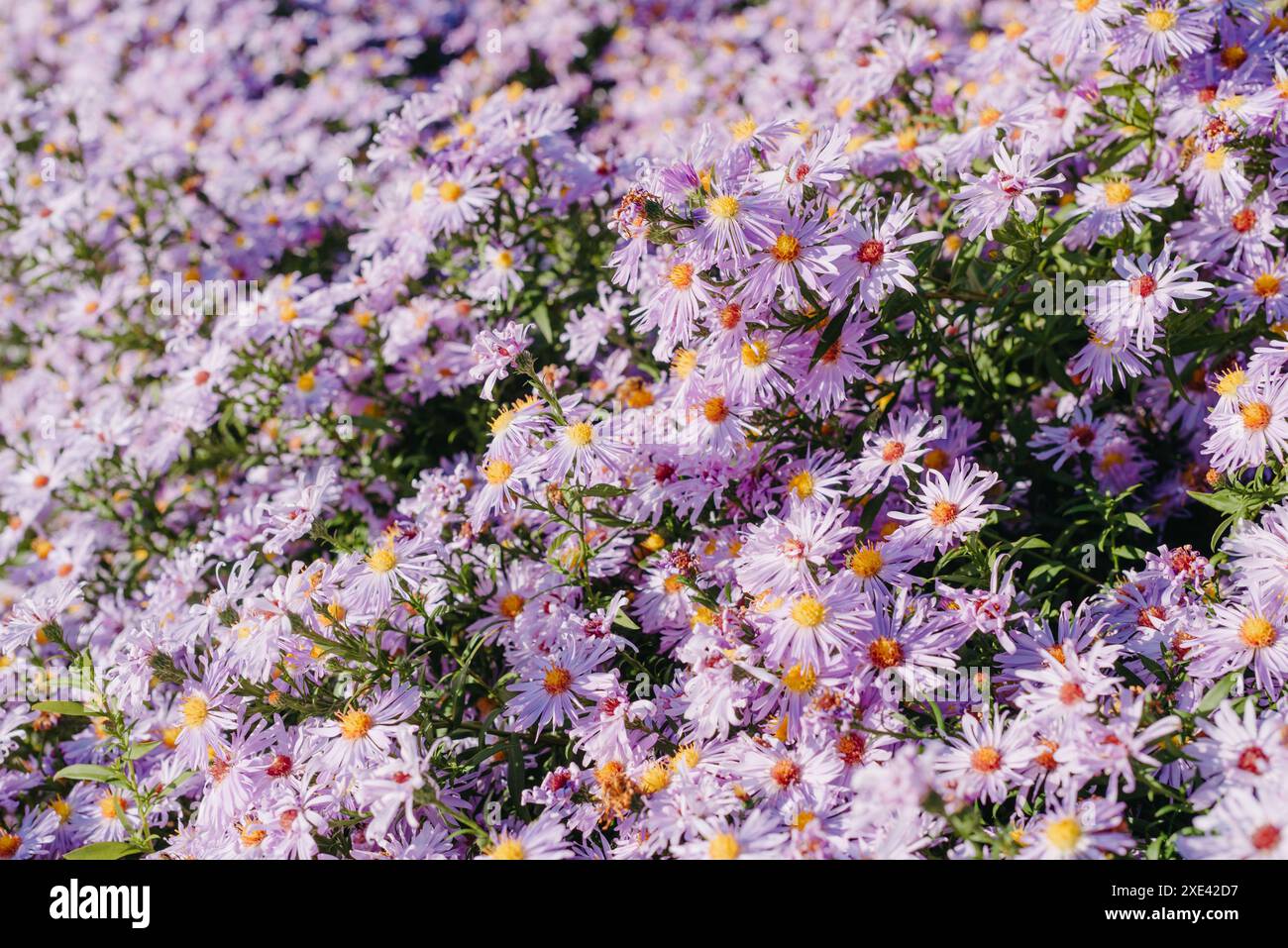 Fliederblüten aus nächster Nähe. Bouquet von lila Blumen. Städtische Blumenbeete, ein schöner und gepflegter Garten mit blühenden Büschen. Stockfoto