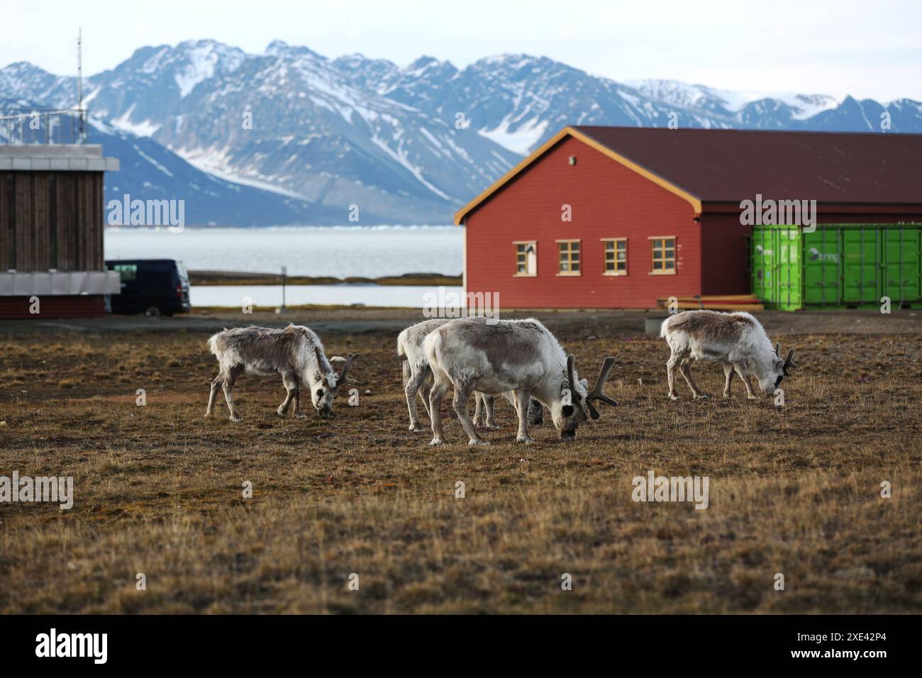 Ny Alesund. Juni 2024. Rentiere essen Gras in NY-Alesund, Svalbard, Norwegen, 20. Juni 2024. Als nördlichste dauerhafte Siedlung der Welt hat NY-Alesund vier Monate ununterbrochenen Tageslichts und vier Monate andauernde Dunkelheit jedes Jahr. Von Ende April bis Ende August geht die Sonne nie unter und verwöhnt Besucher mit dem Spektakel der „Mitternachtssonne“. Quelle: Zhao Dingzhe/Xinhua/Alamy Live News Stockfoto