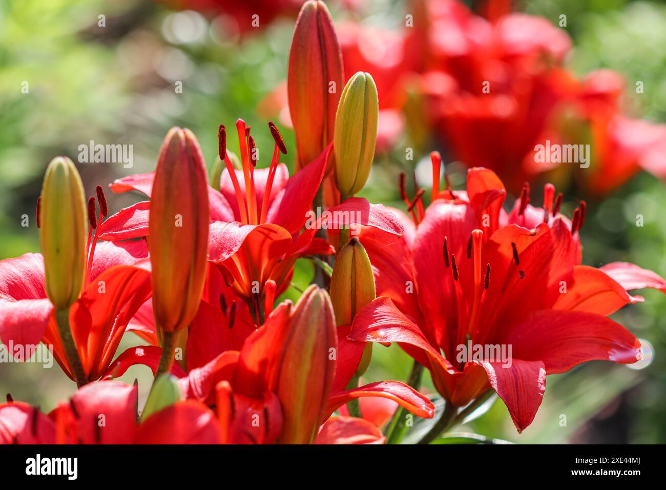 Rote Lilie im Garten. Gartenkonzept Stockfoto