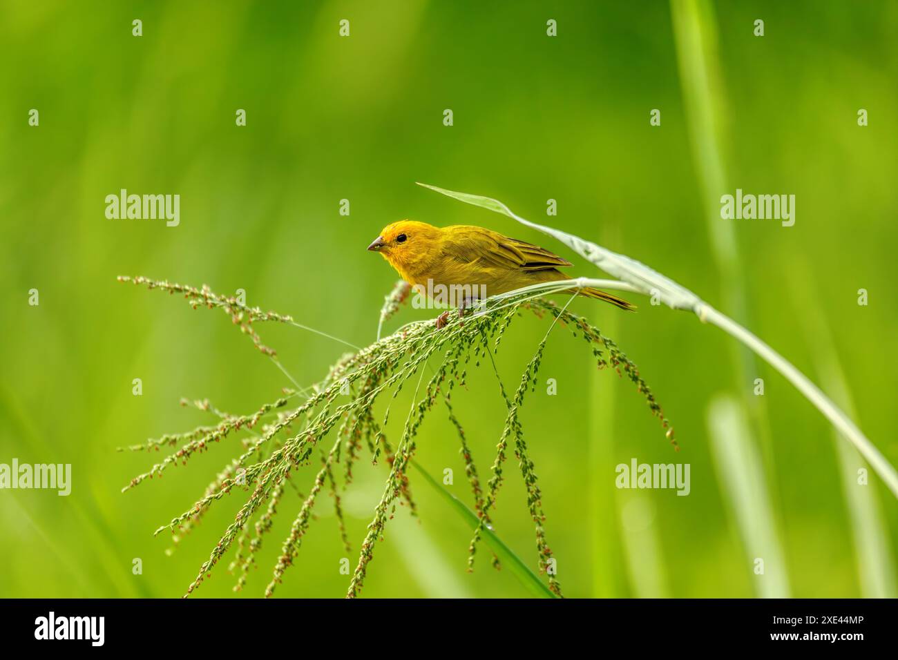 Vogel safranfinke (Sicalis flaveola). Abteilung Santander. Tierwelt und Vogelbeobachtung in Kolumbien Stockfoto