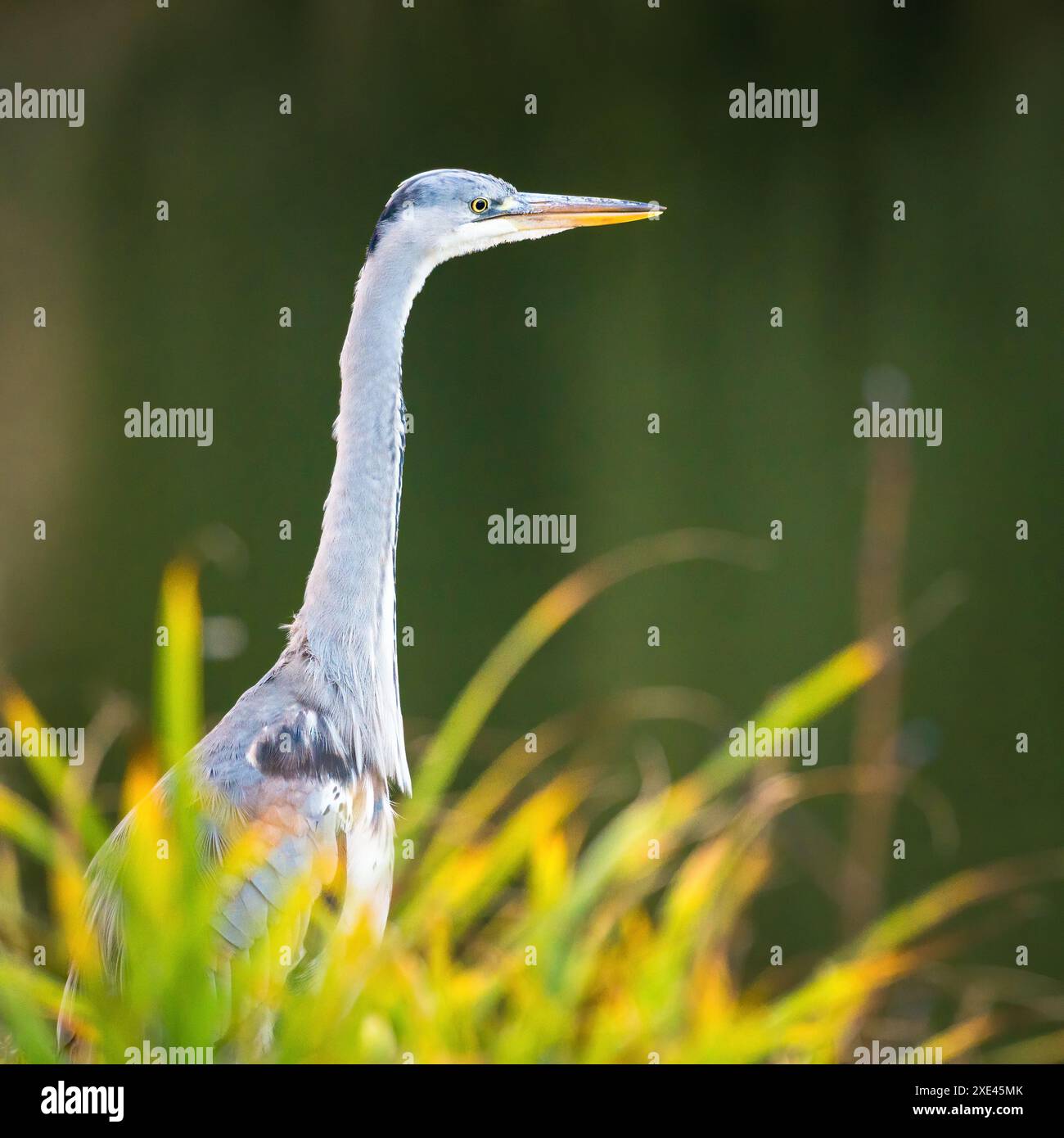 Der Graureiher (Ardea cinerea) ist ein langbeiniger Raubvogel aus der Familie der Reiher Stockfoto