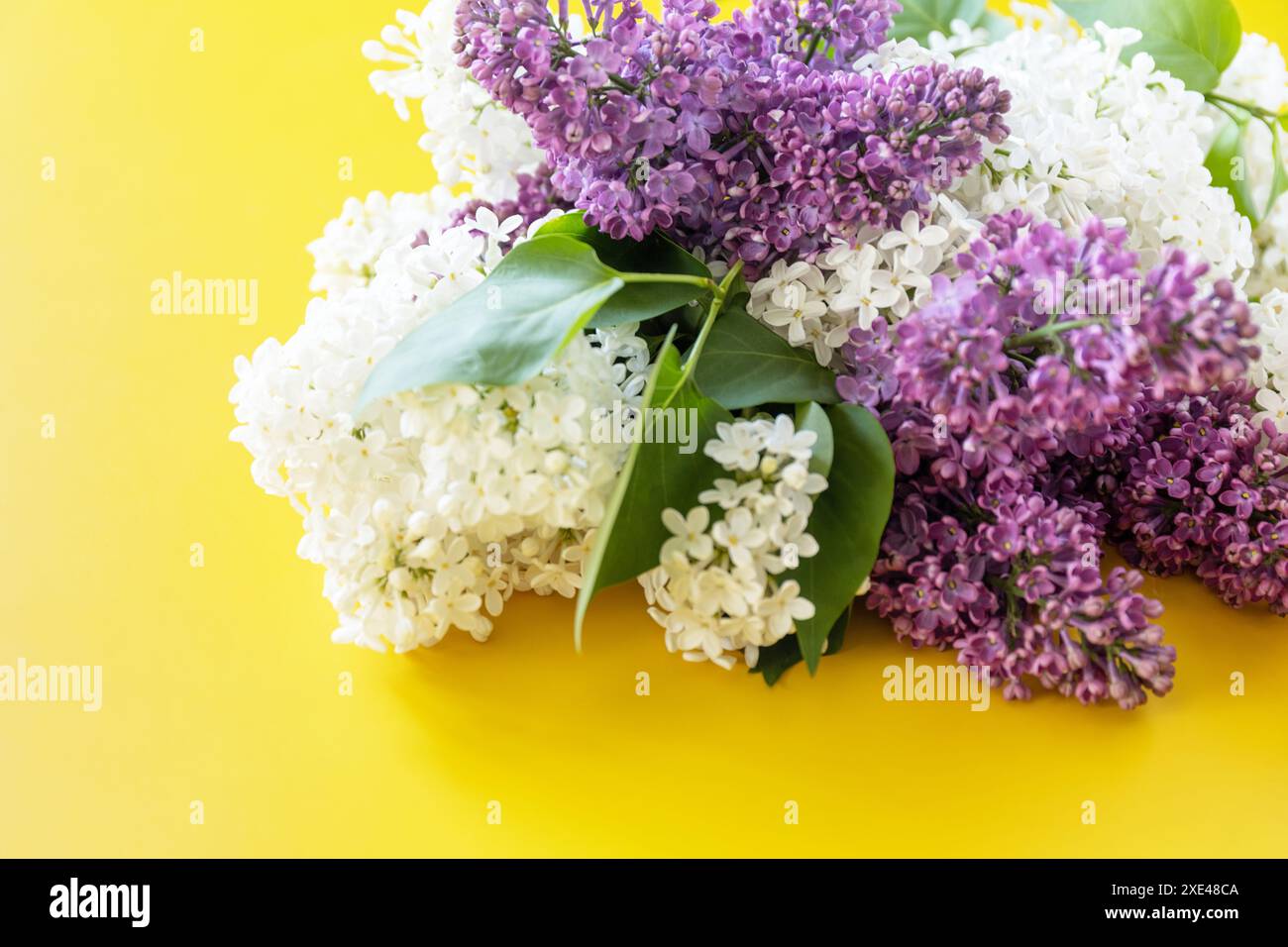 Lila und weiße Blüten auf gelbem Hintergrund. Stockfoto