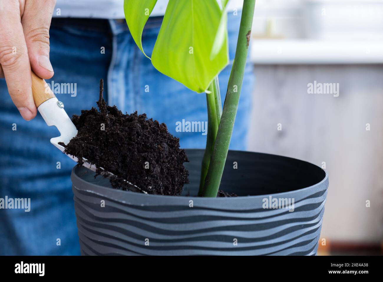 Ein Mann, der zu Hause Monstera in einen neuen Topf umpflanzt. Pflanze mit Wurzeln aus dem Topf ziehen, Nahaufnahme. Blumengeschäft zu Hause. Freizeit f Stockfoto