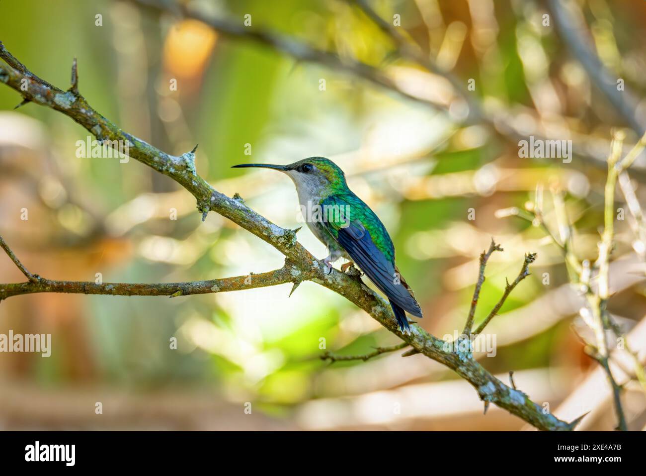 Gekrönte Waldnymphe (Thalurania colombica) weiblicher Kolibris. Minca Sierra Nevada de Santa Marta. Vogelbeobachtung in Colomb Stockfoto