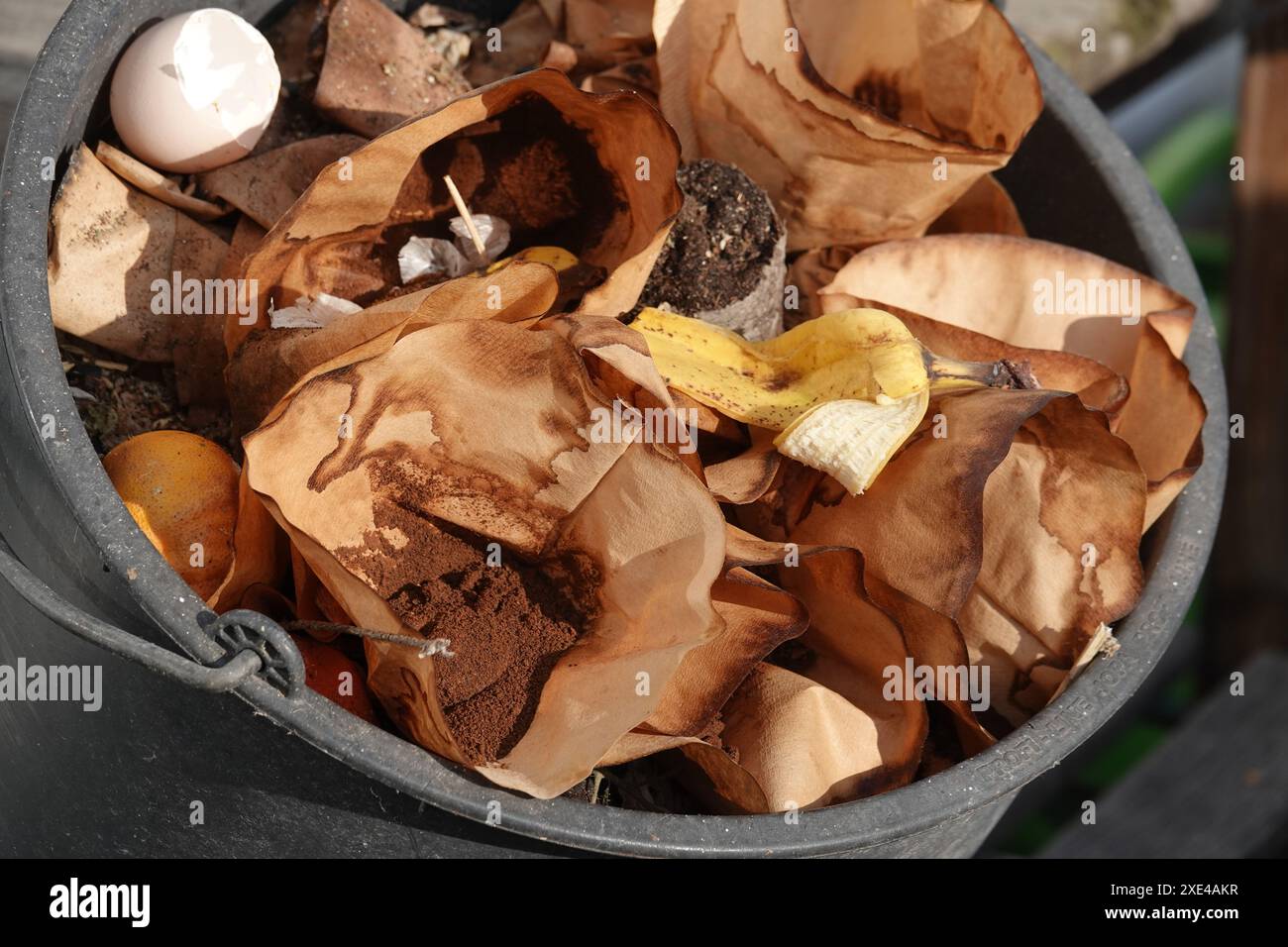 Coffea arabica, Kaffee, Kompost Stockfoto