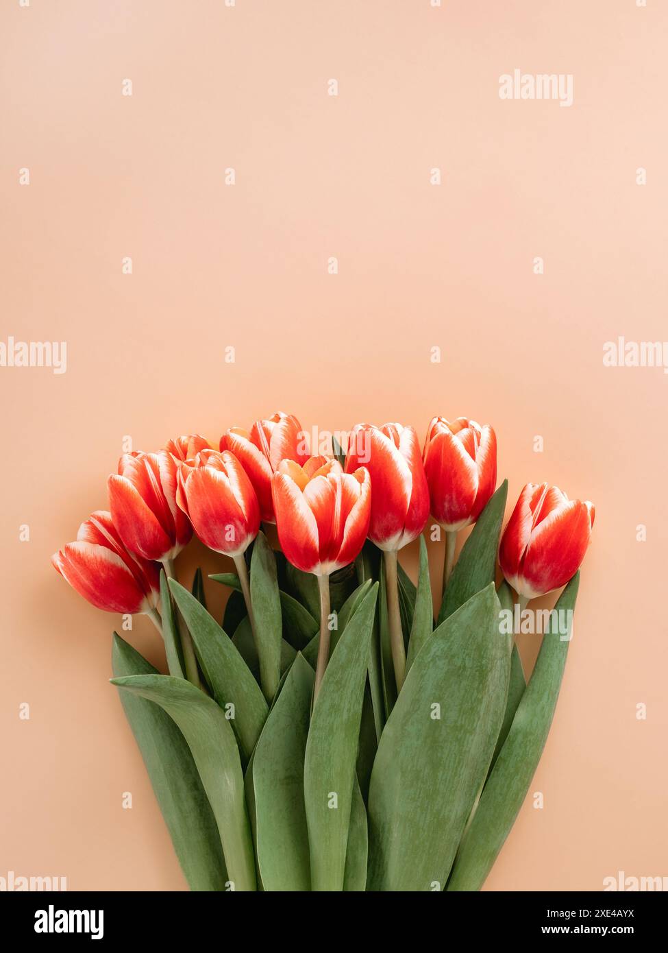 Ein Haufen roter Tulpen auf beigefarbenem Hintergrund Stockfoto
