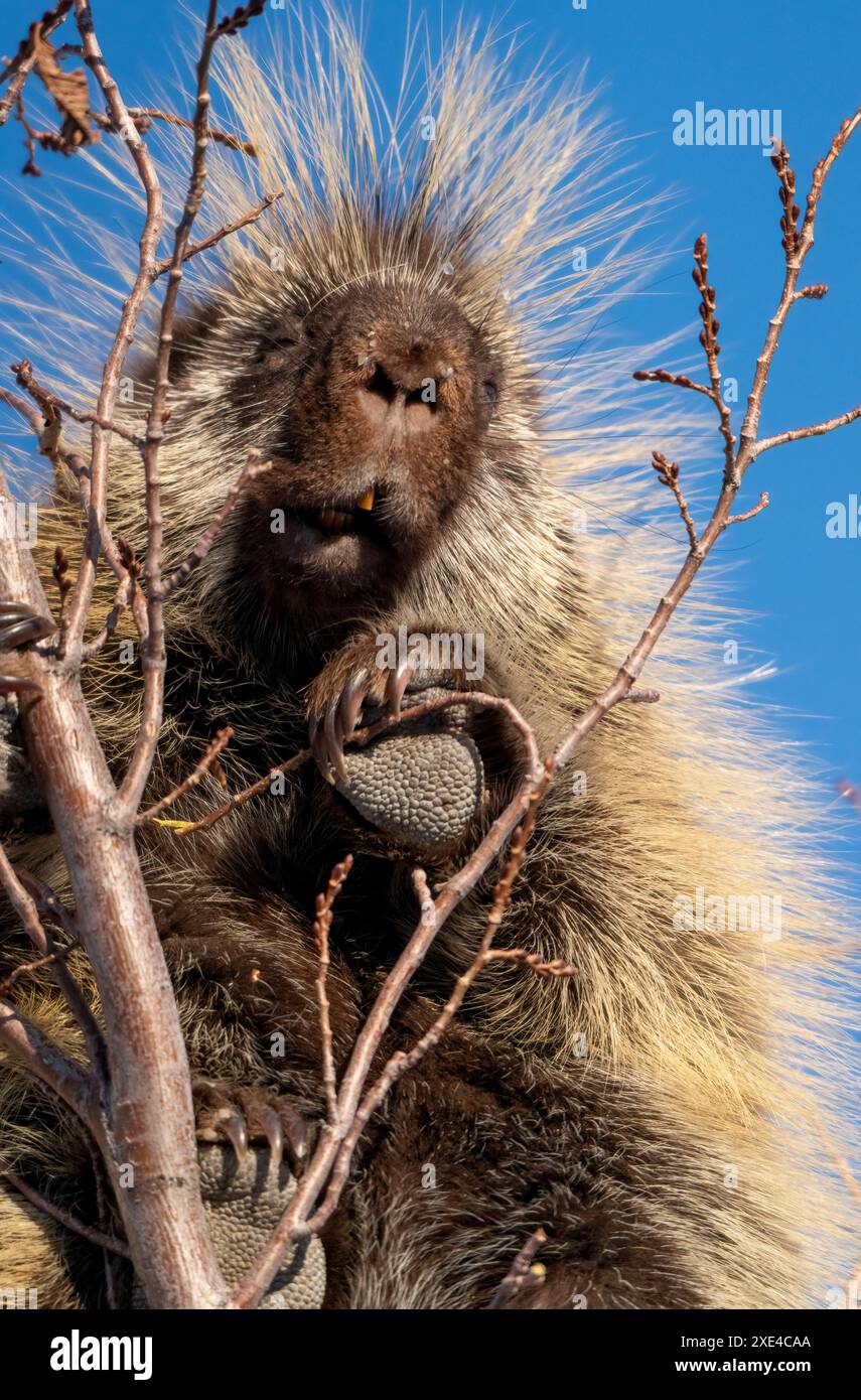 Stachelschwein Nahaufnahme Stockfoto