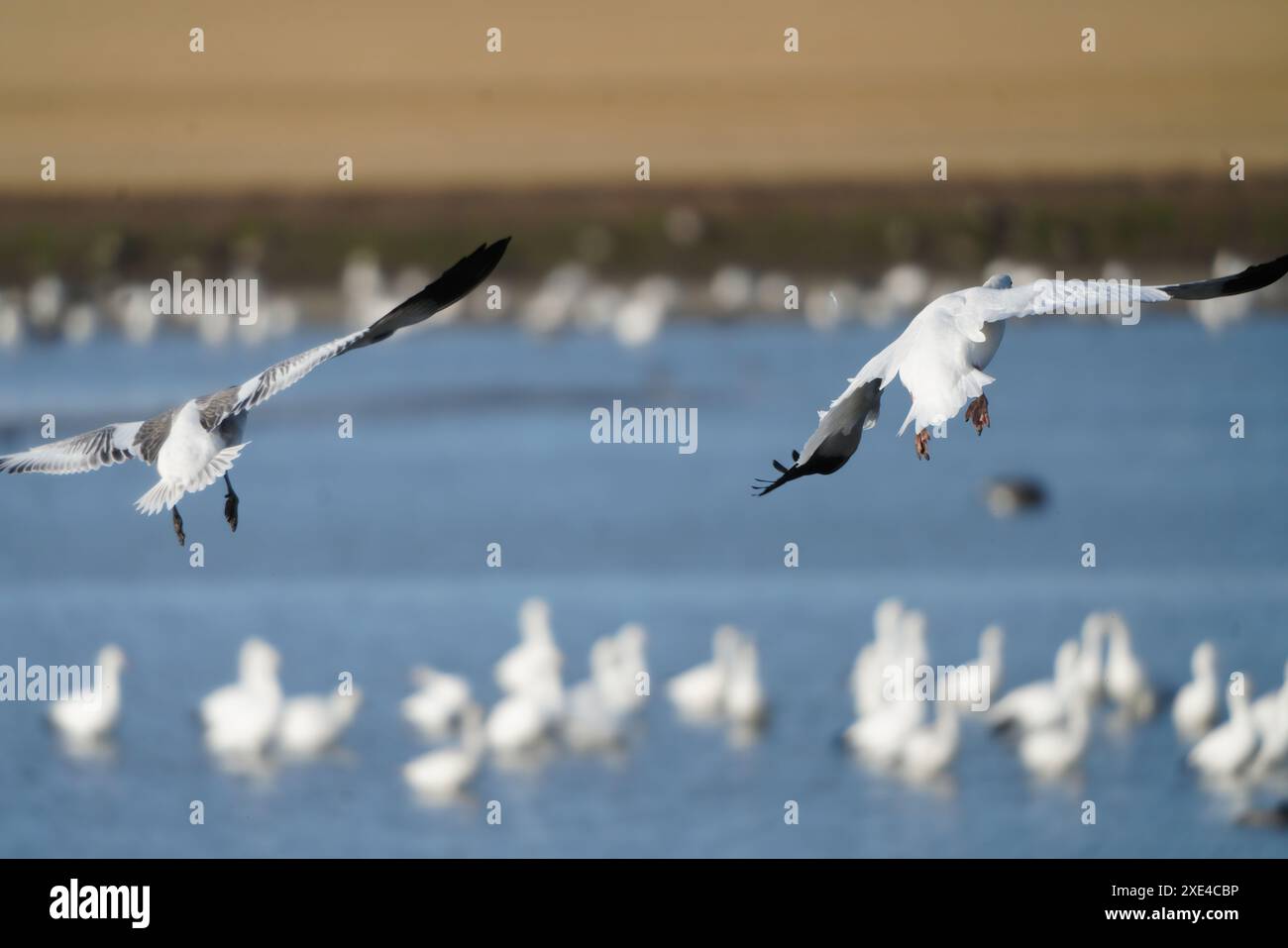 Schneegänse im Flug Stockfoto