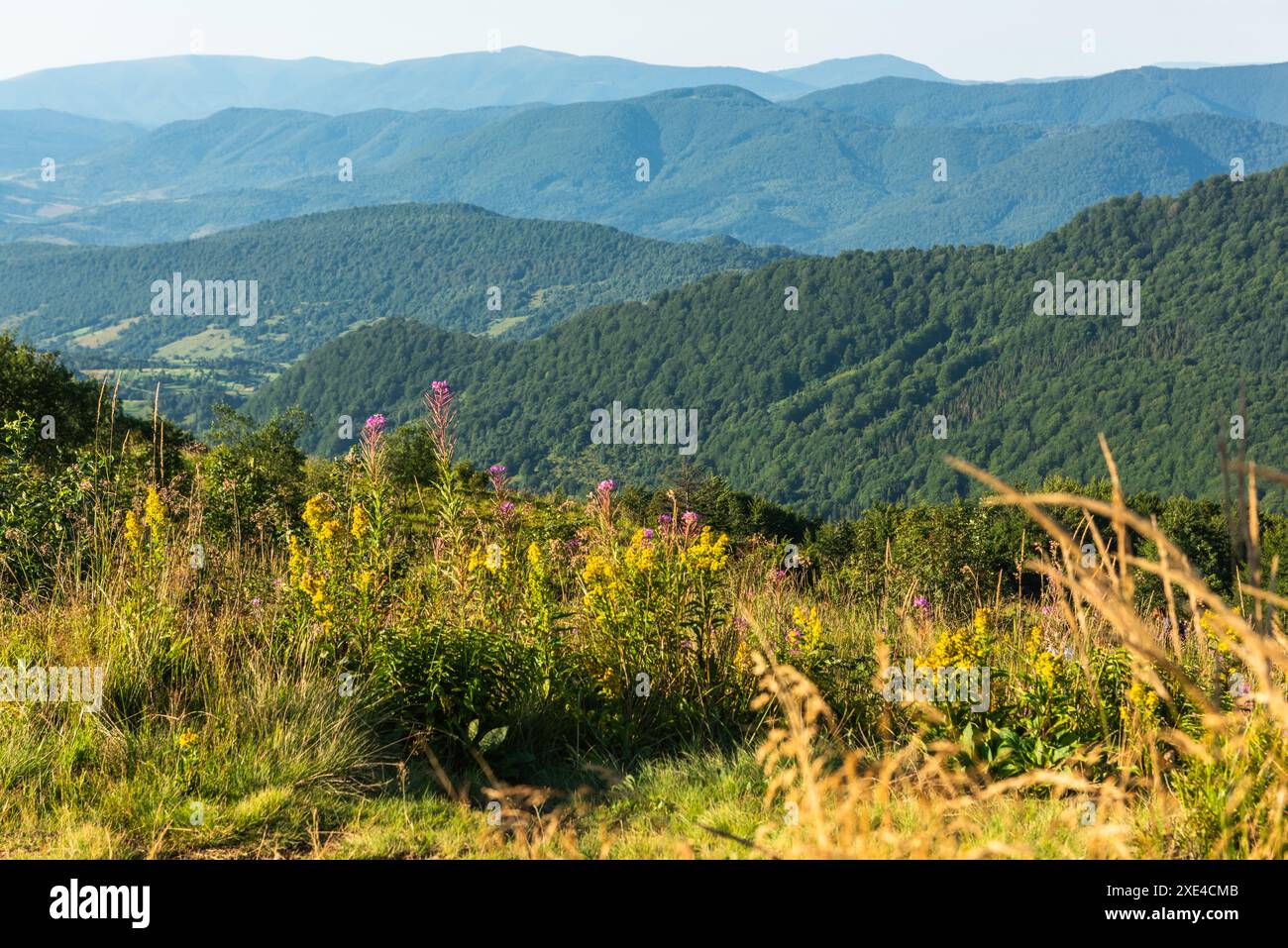 Wildnis und malerische Natur und alpine Landschaft im Sommer in den Bieszczady Mountains, Karpaten, Polen. Stockfoto