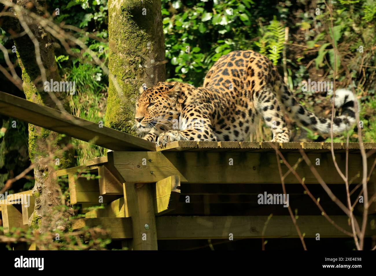 Der Zoo Dartmoor engagiert sich für Bildung, Erhaltung und ein Programm für gefährdete Arten Stockfoto