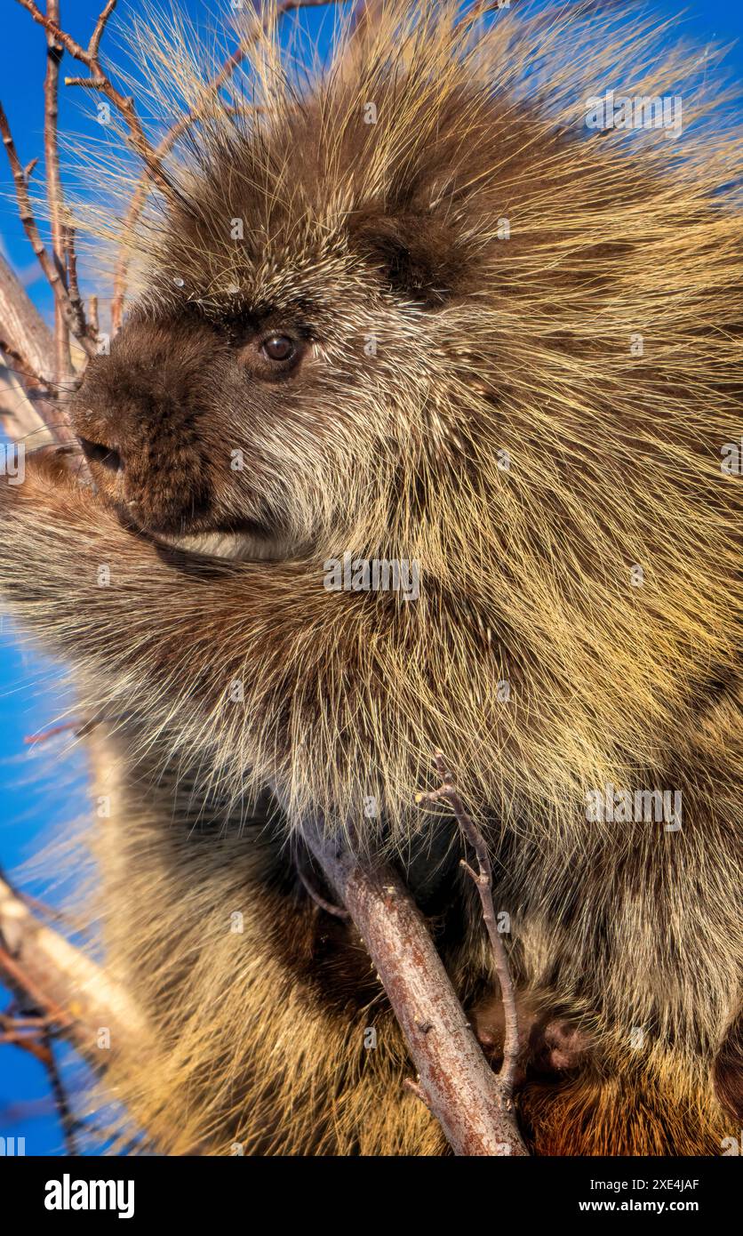 Stachelschwein Nahaufnahme Stockfoto