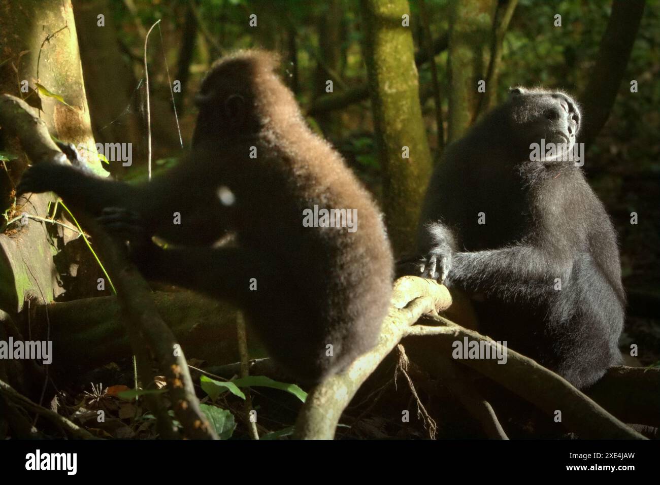 Sulawesi-Schwarzhaubenmakaken (Macaca nigra) im Tangkoko Batuangus Nature Reserve, Nord-Sulawesi, Indonesien. Stockfoto