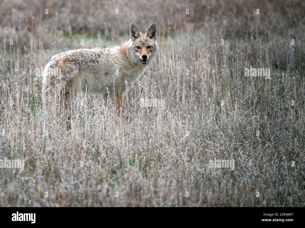 Prairie Coyote Kanada Stockfoto