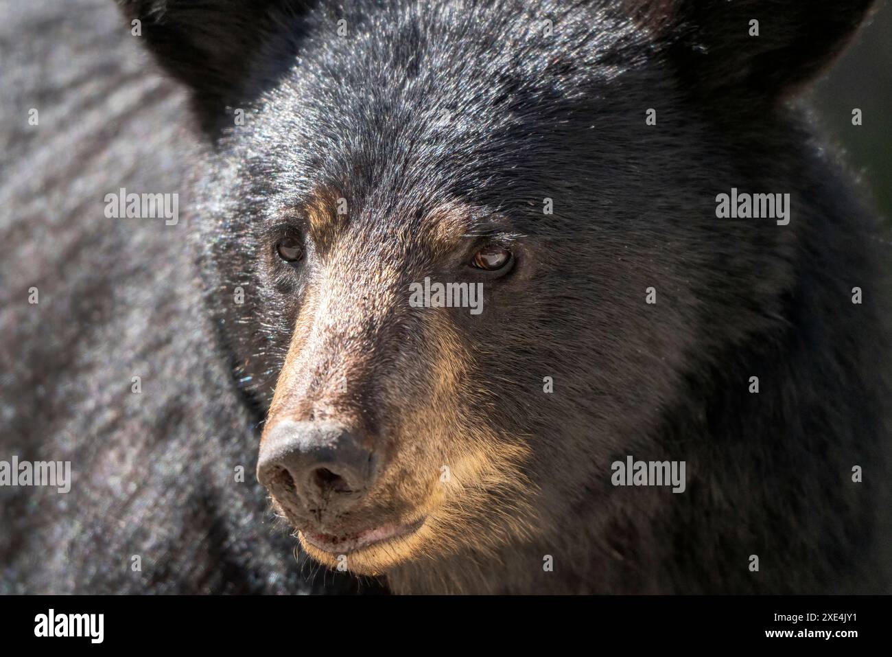 Black Bear Nahaufnahme Stockfoto