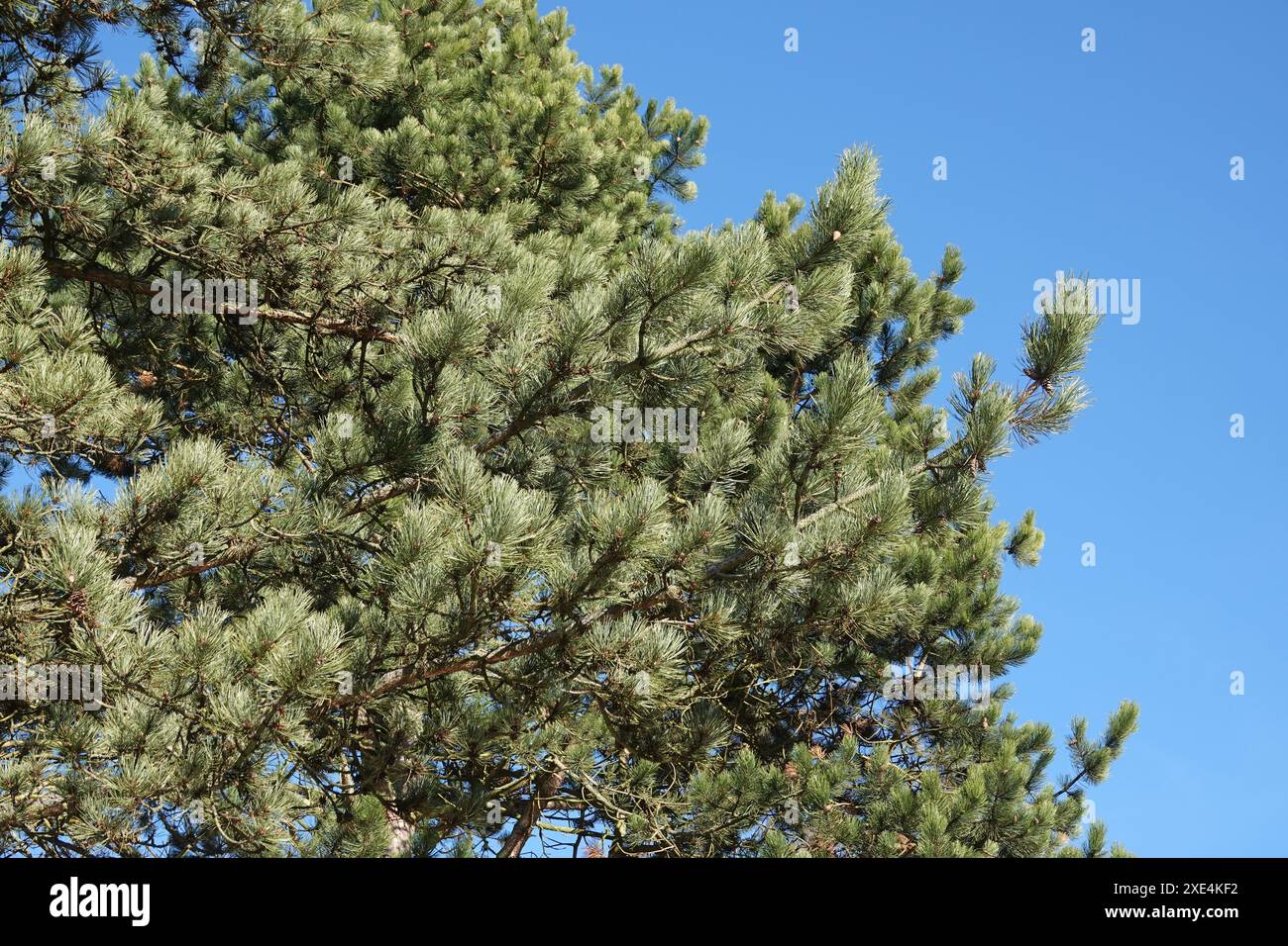 Pinus nigra, Schwarzkiefer, Schwarzkiefer Stockfoto