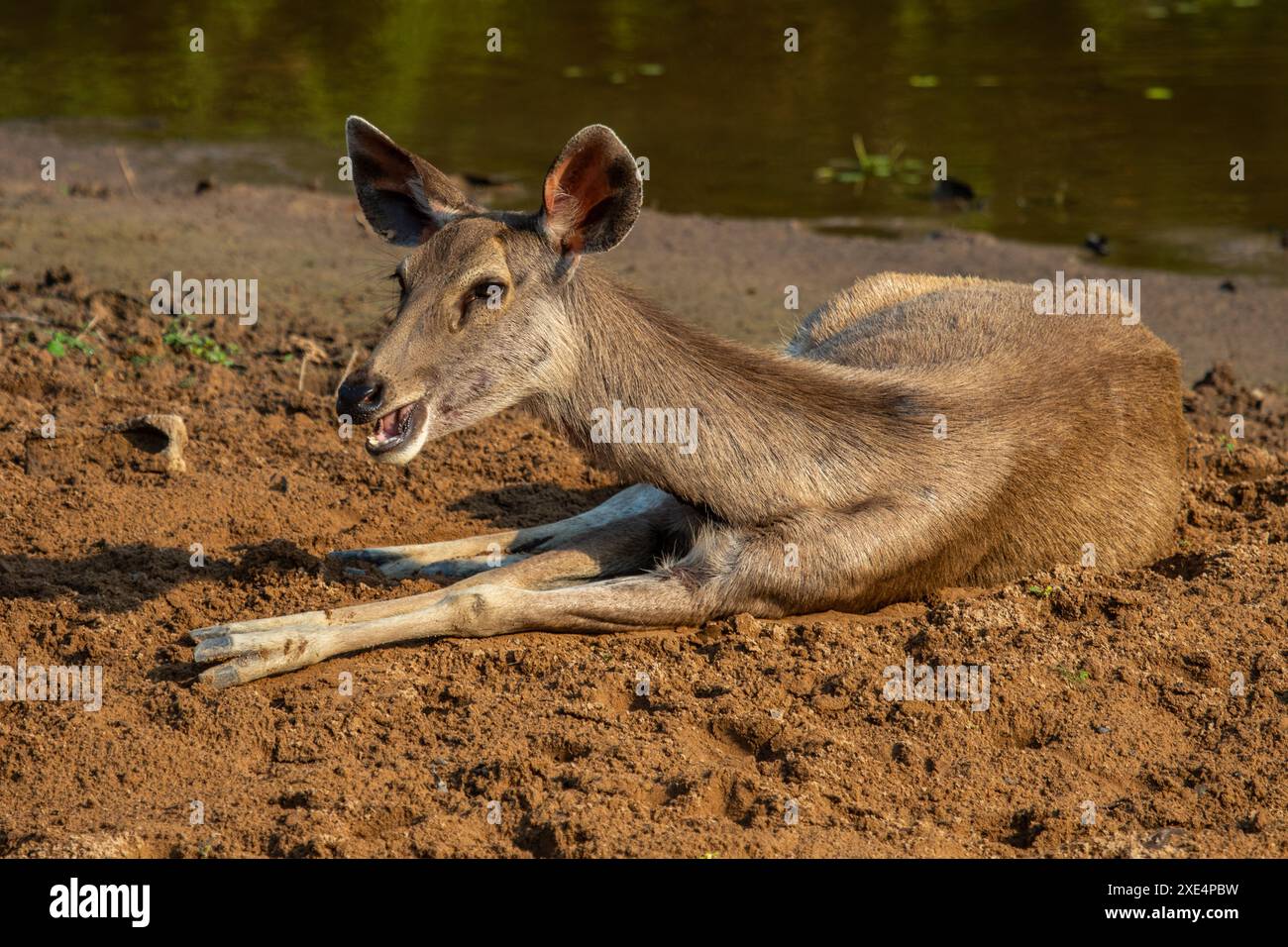 Sambar Deer, Khao Yai Nationalpark Stockfoto