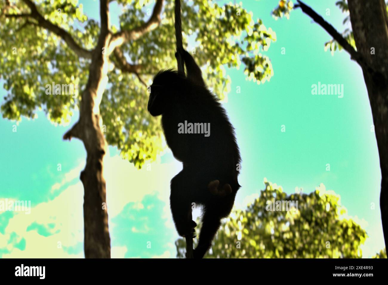 Ein Haubenmakaken (Macaca nigra) ist vor hellem Hintergrund gehalten, da er an einer Lianenrebe im Tangkoko Nature Reserve in Indonesien festhält. Stockfoto