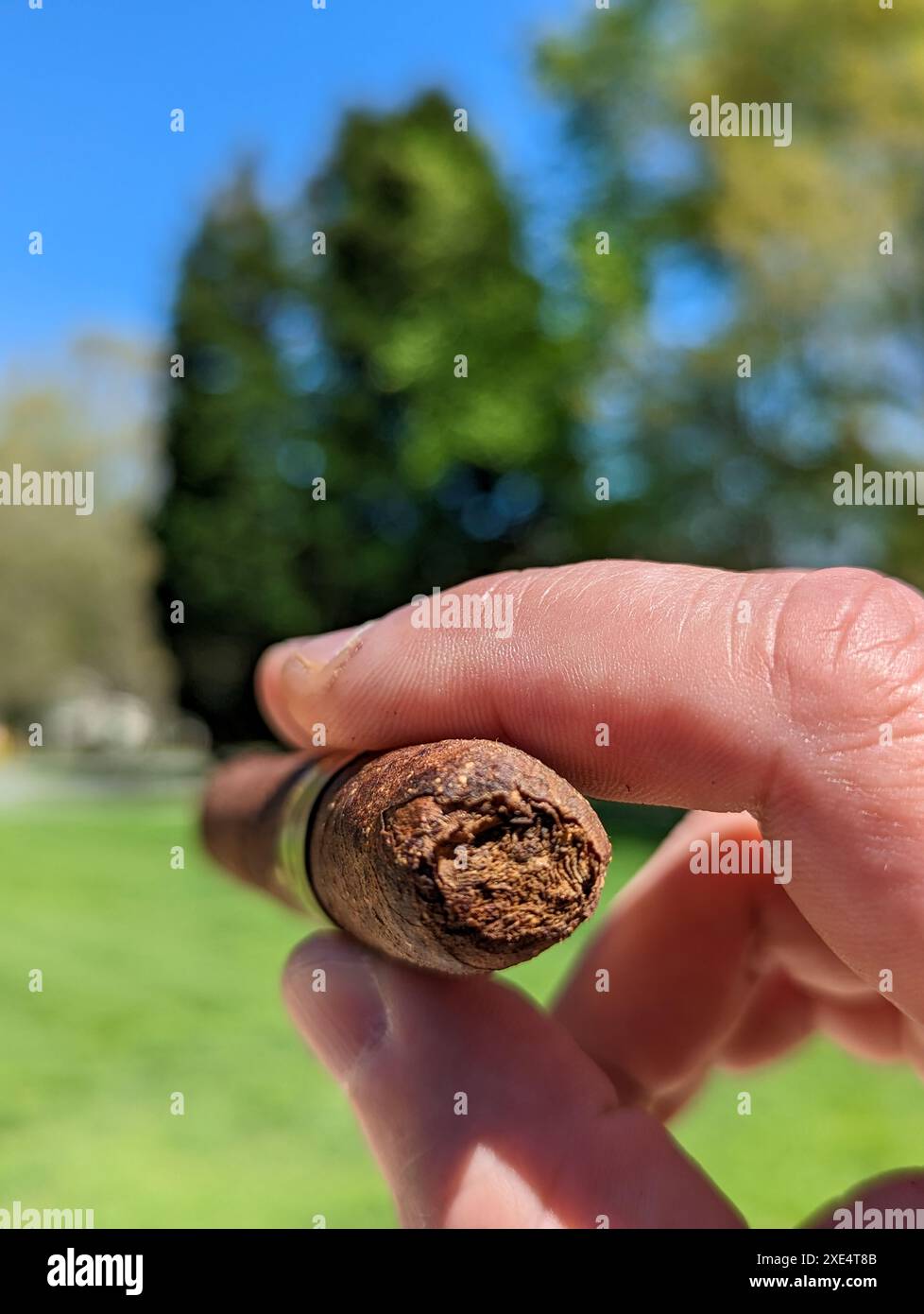 Detail aus der Hand des einen rauchenden Mann hält eine brennende Zigarre in einem Garten mit einem unscharfen Hintergrund Stockfoto