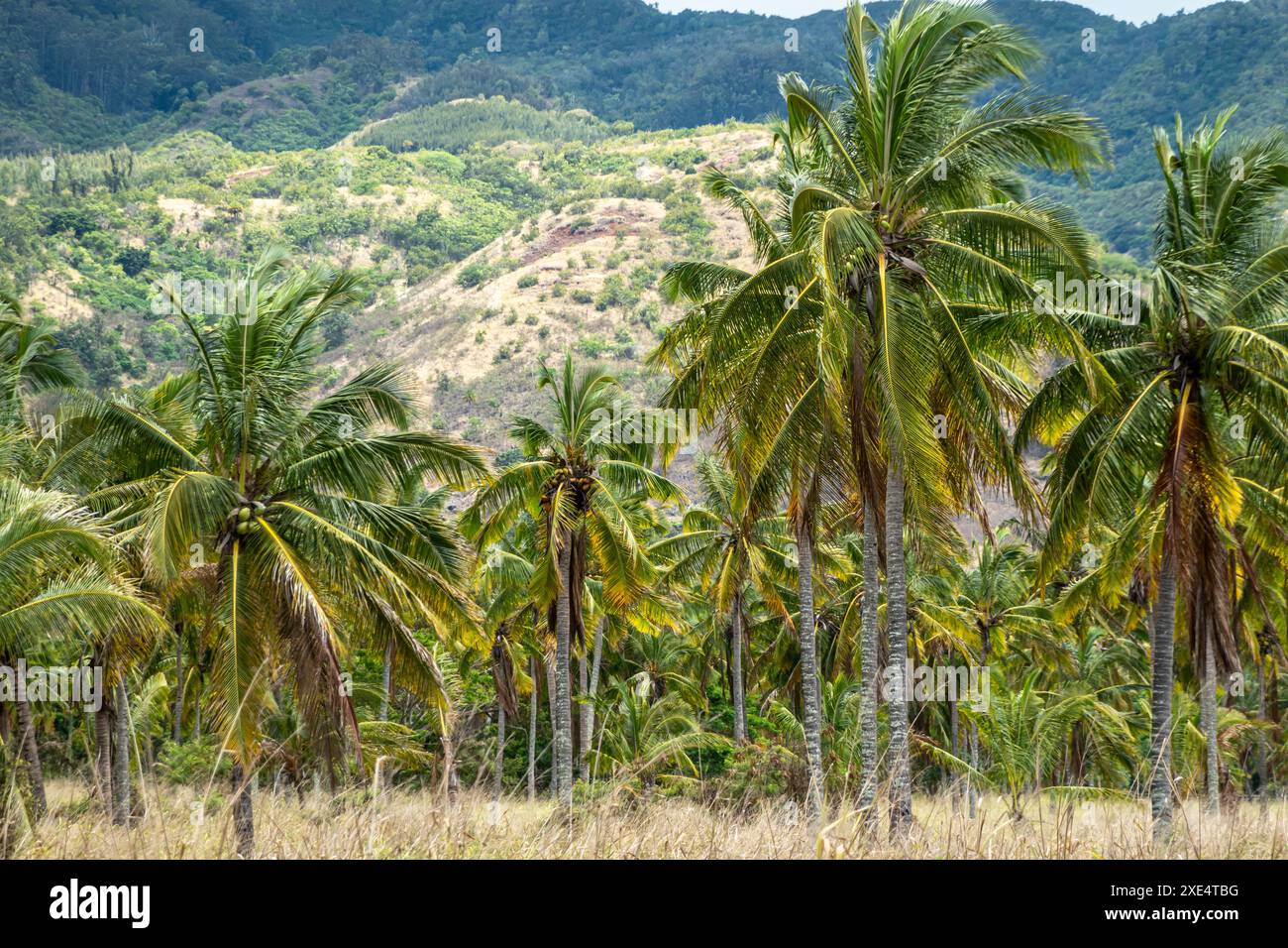 Oahu Hawaii Palm Tree Coconut Farm Plantage Stockfoto