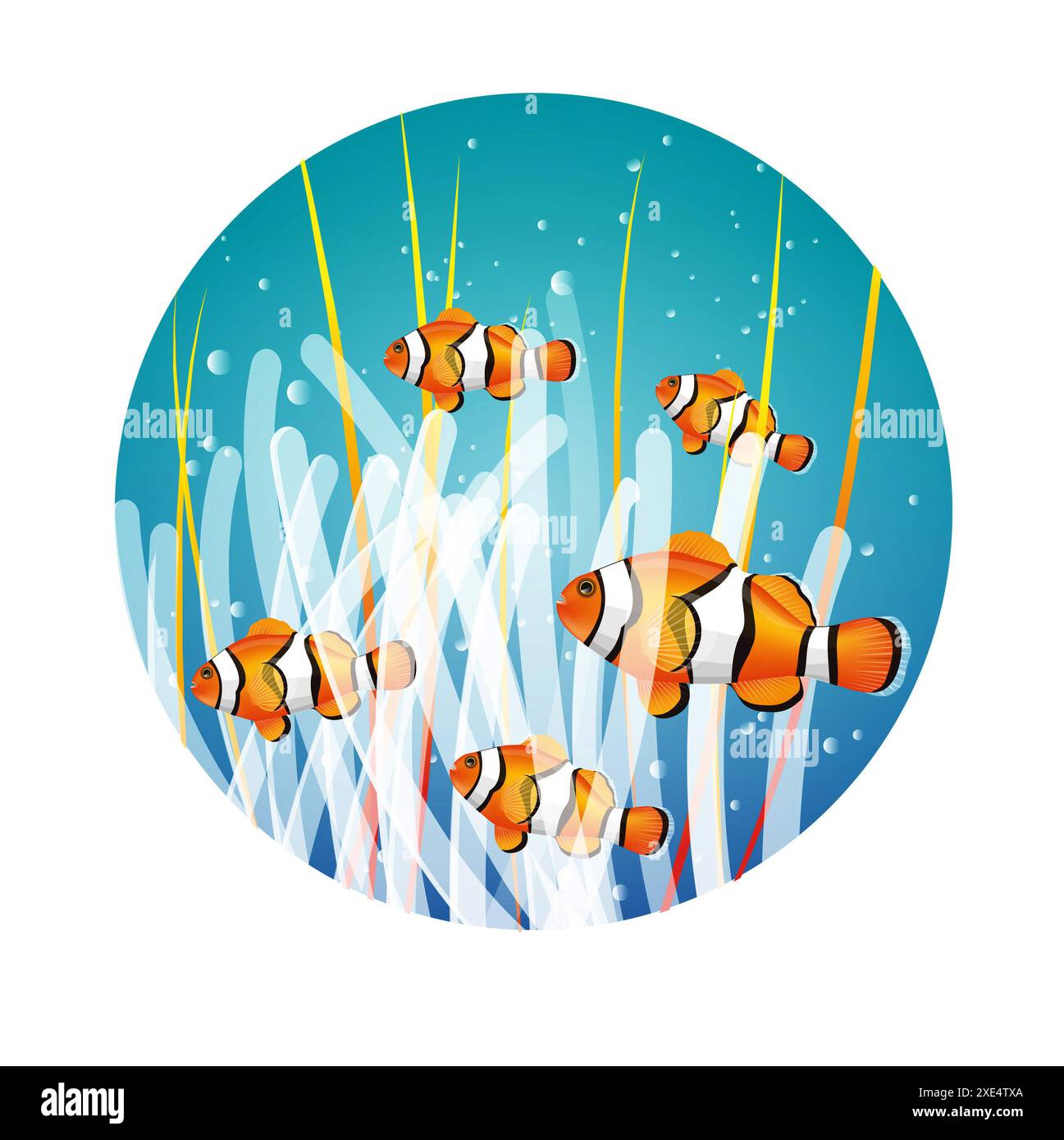 Bärenfloh Stockfoto