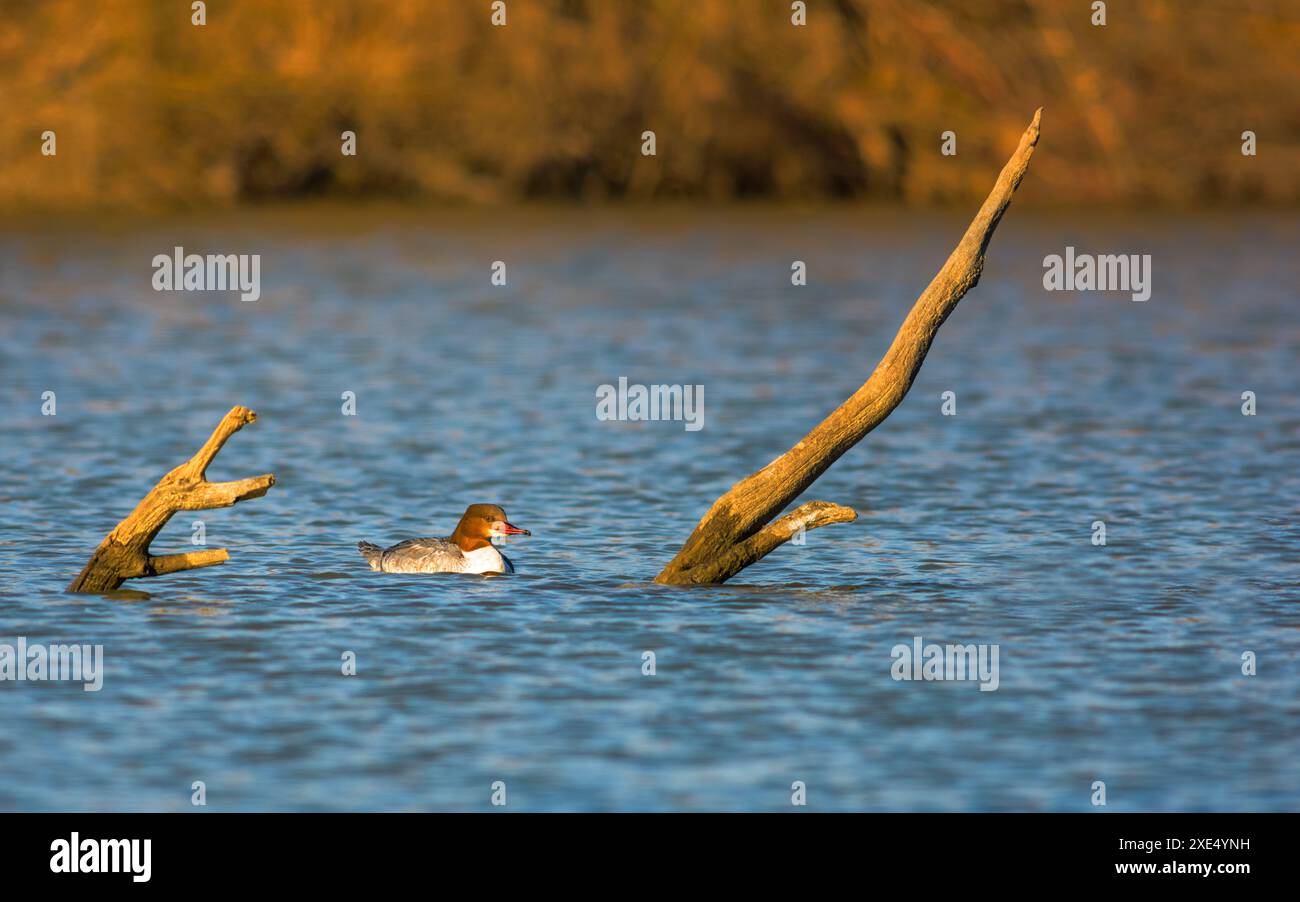 Goosander Dame mit wunderbaren Frisuren schwimmen Stockfoto