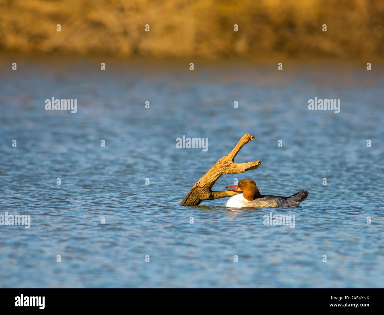 Goosander Dame mit wunderbaren Frisuren schwimmen Stockfoto