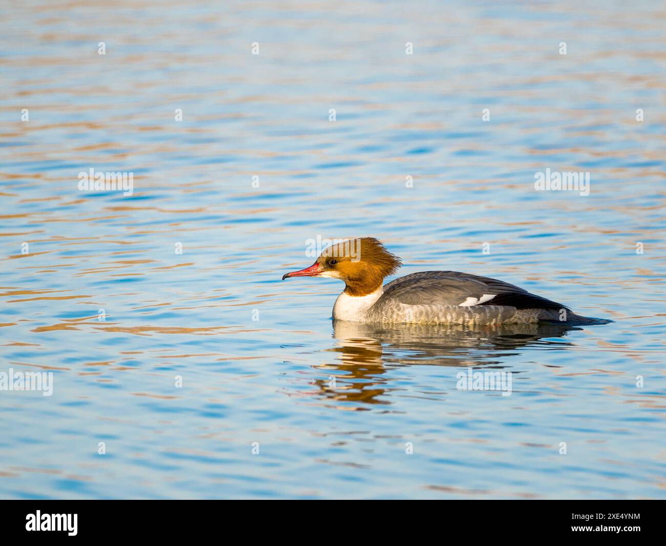 Goosander Dame mit wunderbaren Frisuren schwimmen Stockfoto