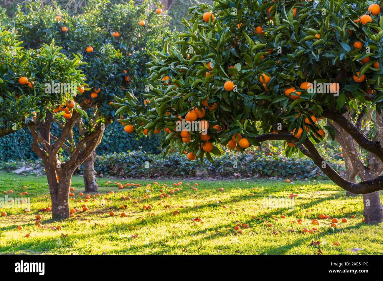 Orange Obstgarten Stockfoto