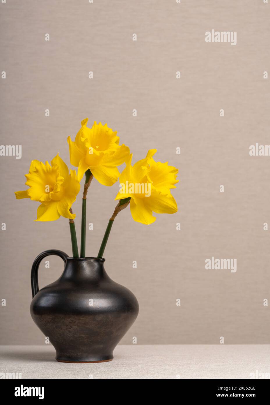 Drei gelbe Narzissen in einer dunklen Vase, in einem Krug auf hellgrauem Hintergrund. Viel Platz für Beschriftungen. Postkarte, Glückwunsch, Wünsche Stockfoto