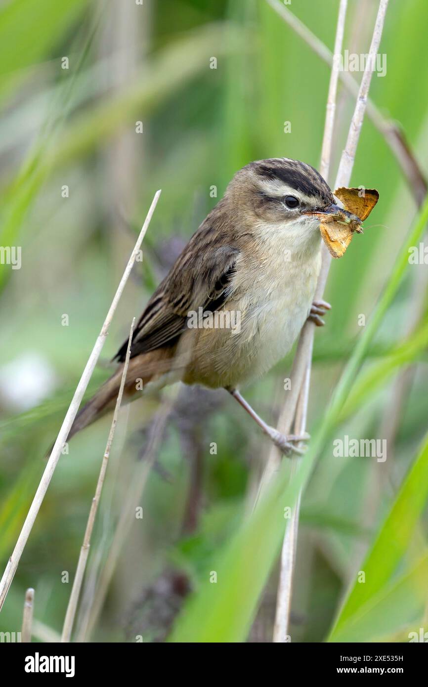 Ein Sedler mit einem saftigen Brocken Stockfoto