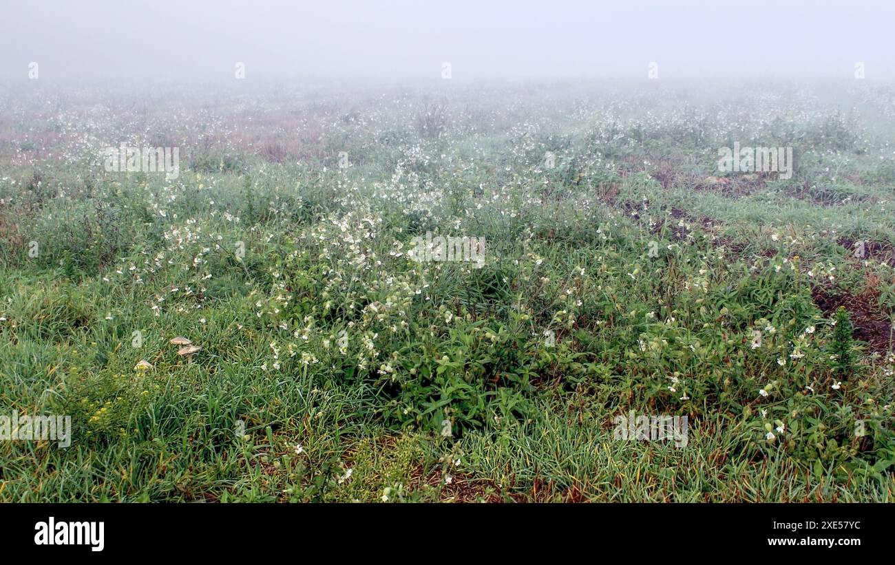 Nebel umhüllte das grüne Feld. Der Morgentau fiel auf das Gras und die Blumen. Morgenlandschaft. Eine grüne blühende Wiese. Stockfoto