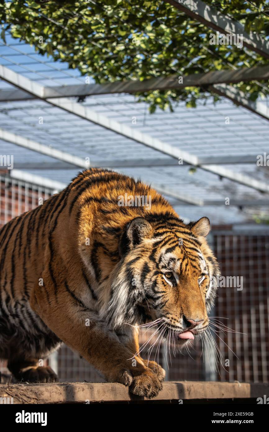Vertikales Porträt des entzückenden Tigers im Zoo. Panthera Tigris mit Pelzstreifen im Zoologischen Garten. Stockfoto