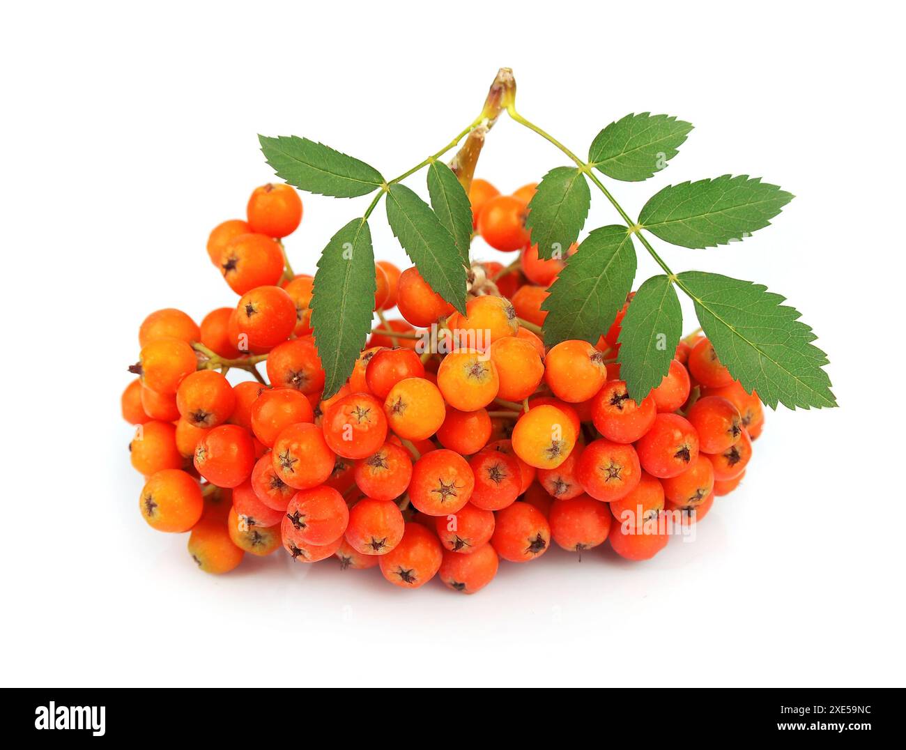 Asche-Beere Nahaufnahme Stockfoto