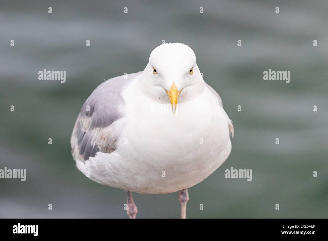 Wasservogel Möwe an der Ostsee Stockfoto