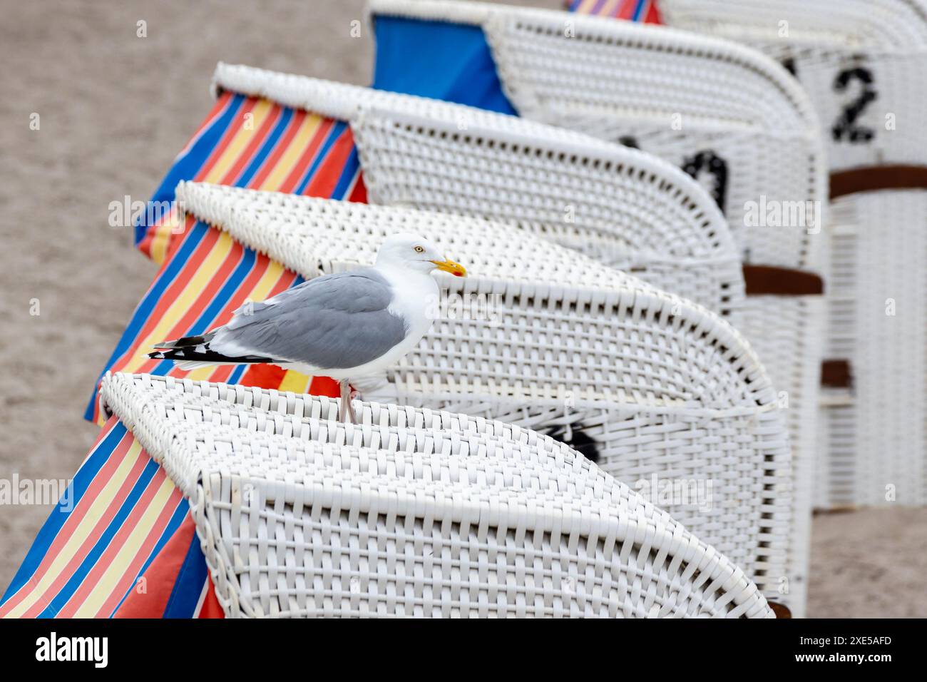 Wasservogel Möwe an der Ostsee Stockfoto