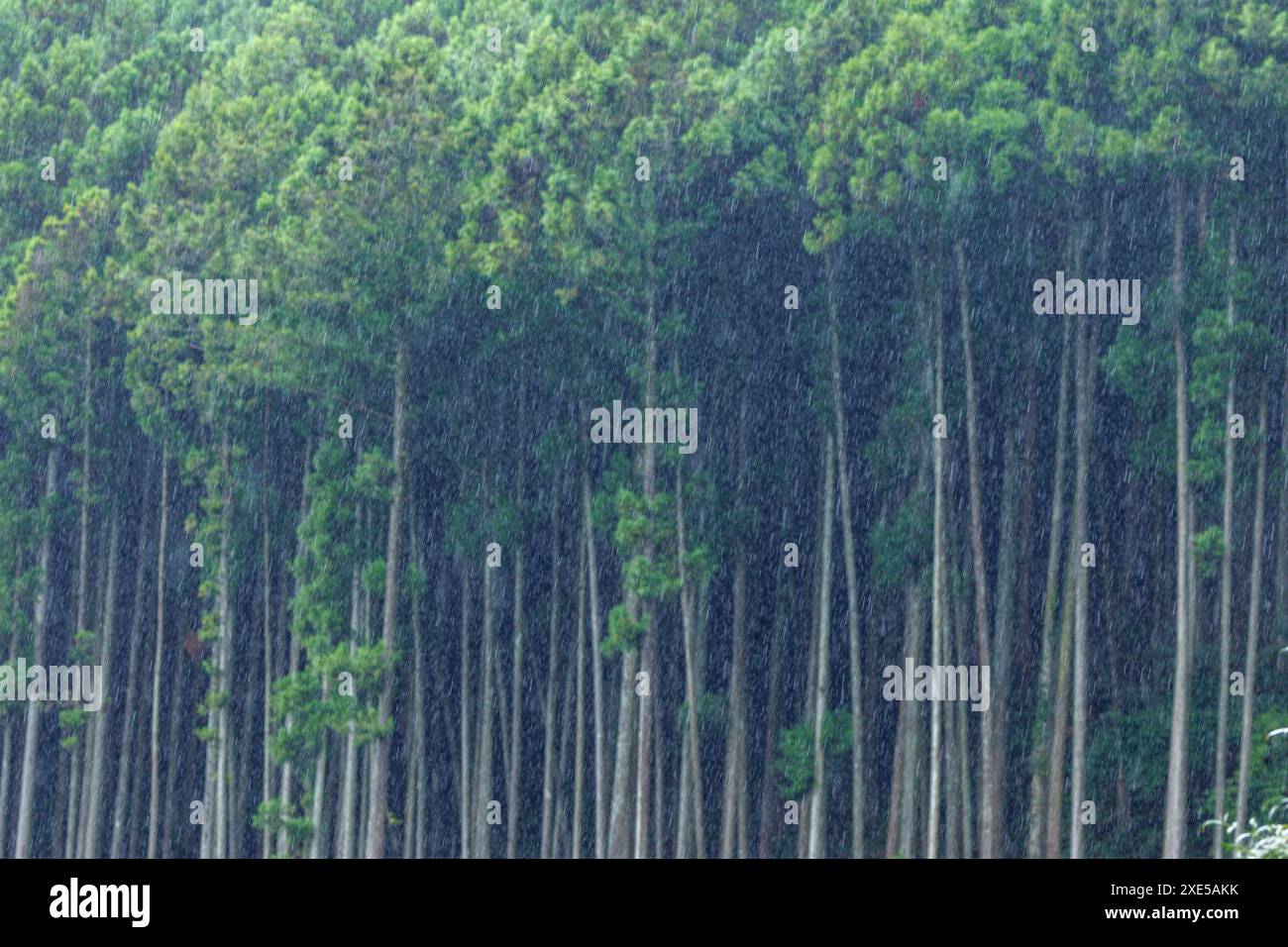 Regen- und Wasserretention im Zedernwald Stockfoto