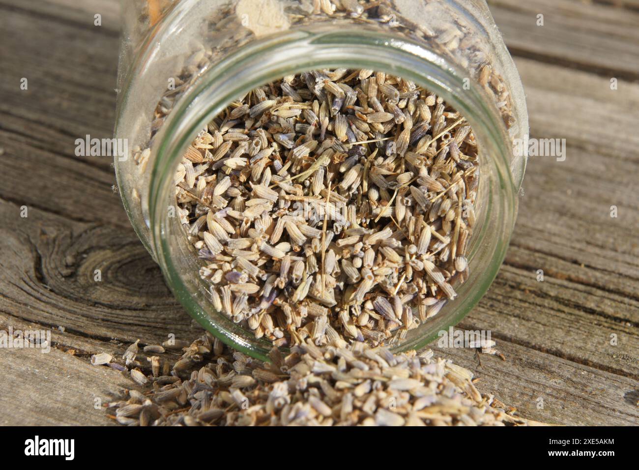 Lavandula officinalis, Lavendel, Lavendel Stockfoto