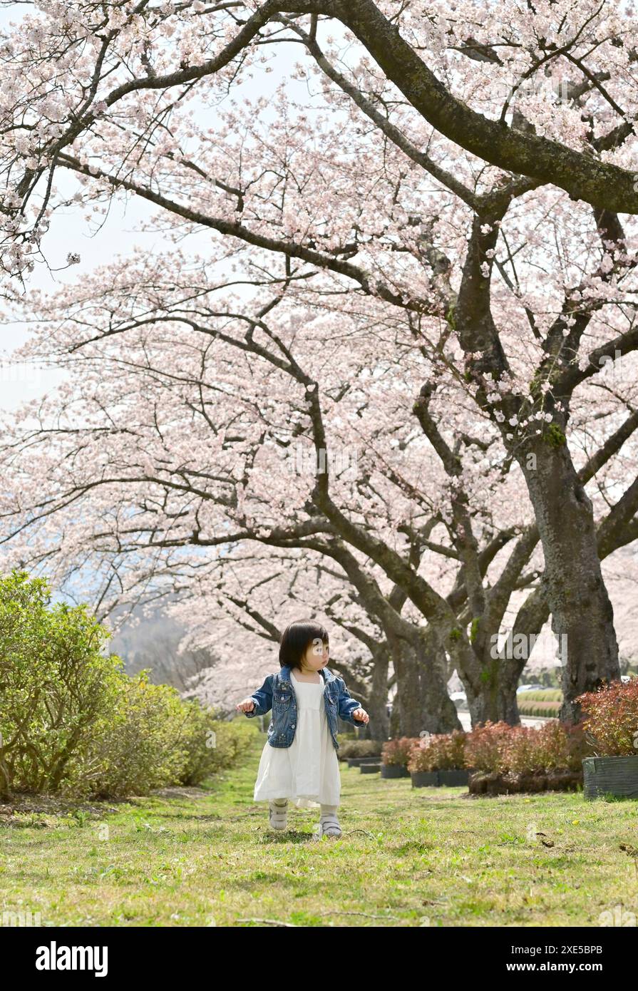 Kirschblüte und Mädchen Stockfoto