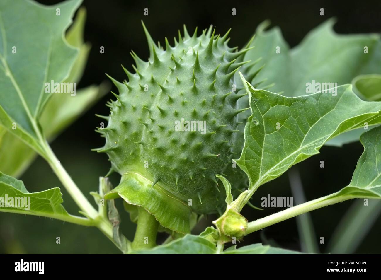 Datura, Jimson Gras Stockfoto